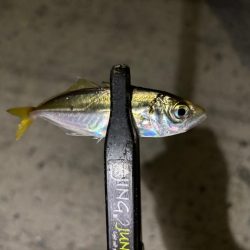 豆しか居ない〜笑笑