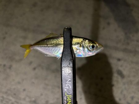 豆しか居ない〜笑笑