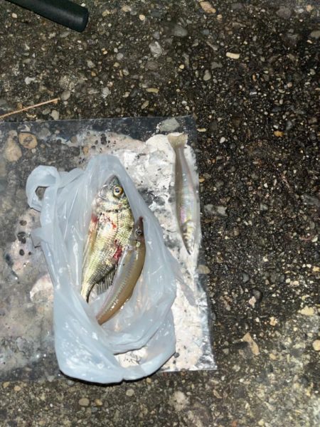 朝のリベンジ！