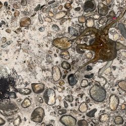 尺キジハタとタコ