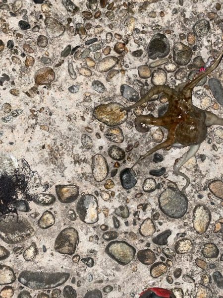 尺キジハタとタコ