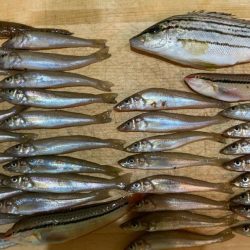 短時間でも十分な釣果出てます!