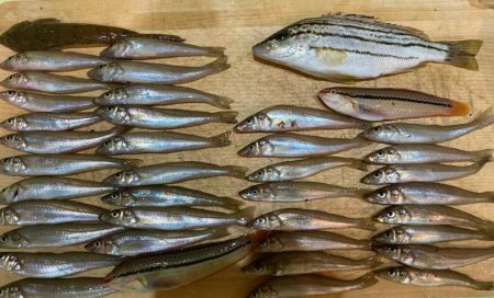 短時間でも十分な釣果出てます！