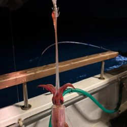 鳥取イカメタル