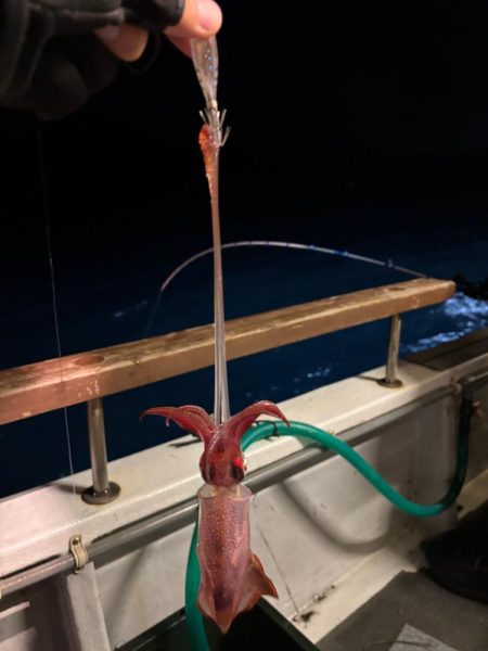 鳥取イカメタル