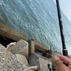 シロギスタ:油断はできないが…