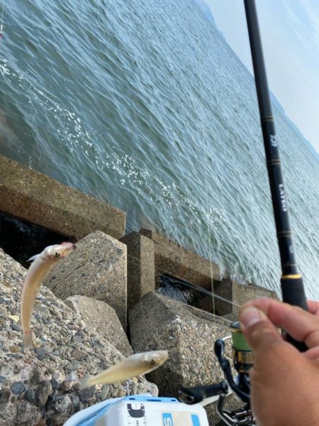 シロギスタ:油断はできないが…