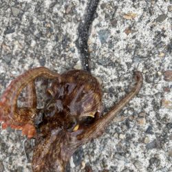 ショアタコ　13