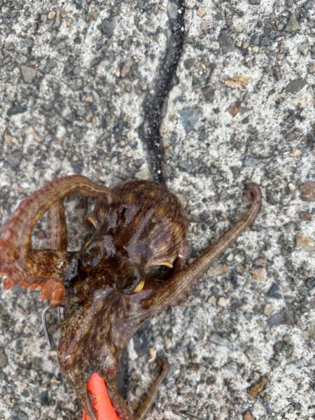 ショアタコ　13