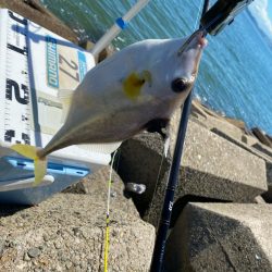 灼熱のシロギスタ