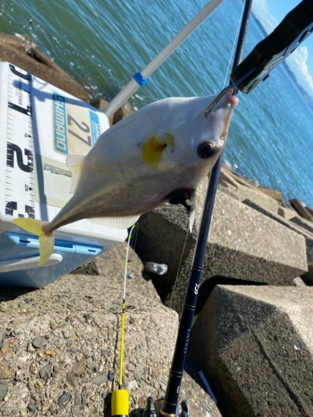 灼熱のシロギスタ