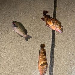 ワームでメジナ