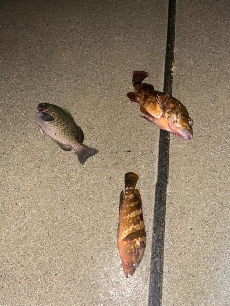 ワームでメジナ