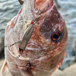 チャリコと真鯛