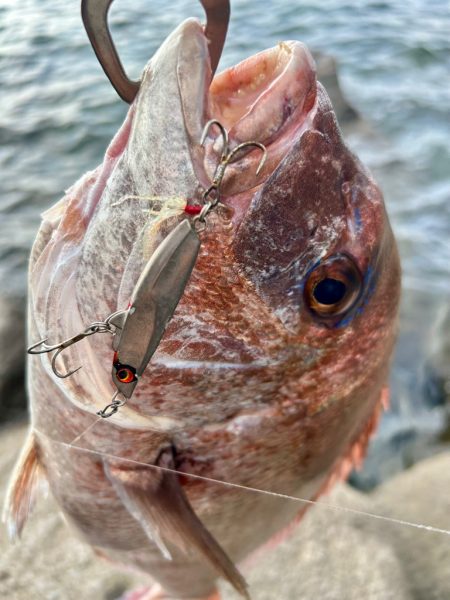 チャリコと真鯛