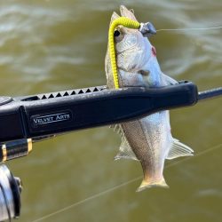 チニングとライトゲーム