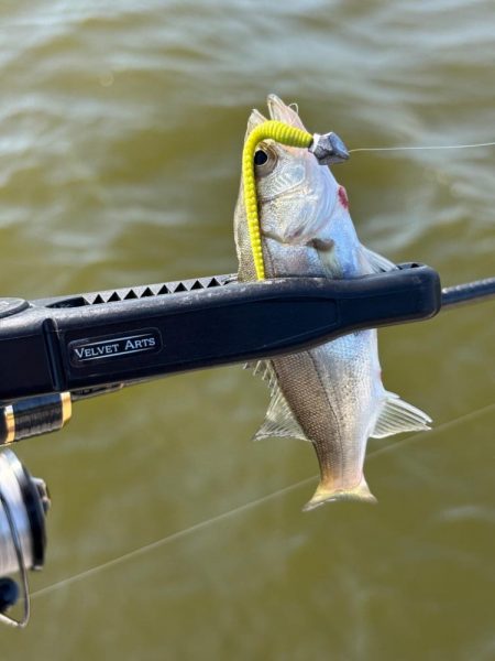 チニングとライトゲーム