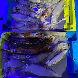 和歌山イカメタル