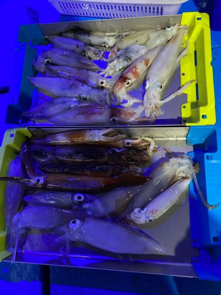 和歌山イカメタル