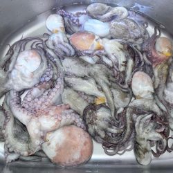 衝撃!マダコ祭り!