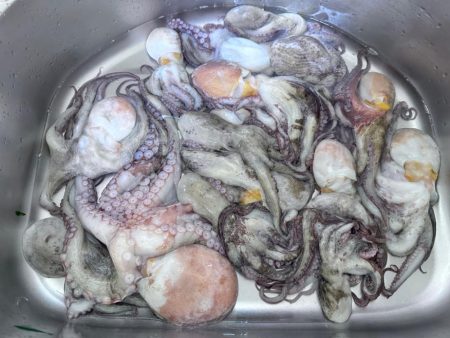 衝撃!マダコ祭り!