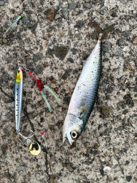 ジグサビキ　5