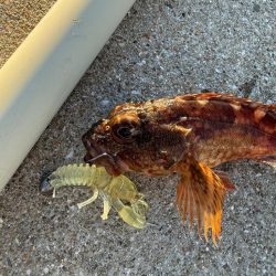 ロックフィッシュ