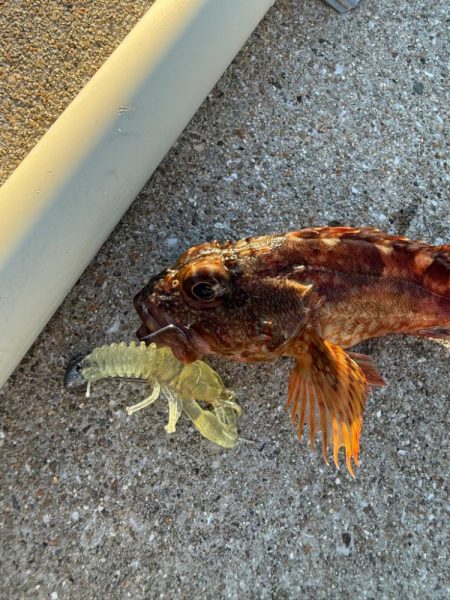 ロックフィッシュ