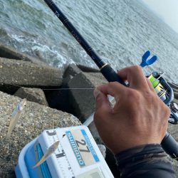 波高移動のシロギスタ