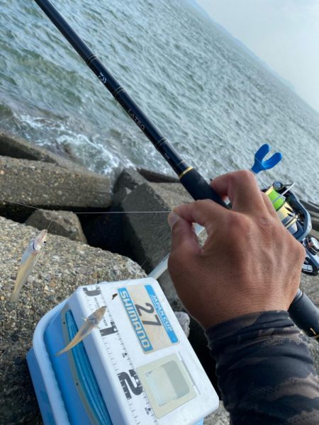 波高移動のシロギスタ