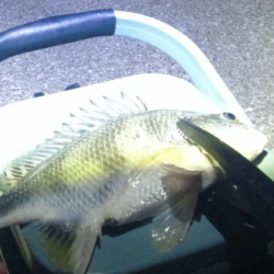 活性は高いけど小型がかなり増えたかも