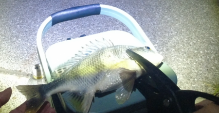 活性は高いけど小型がかなり増えたかも