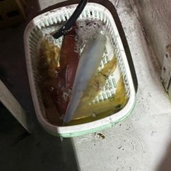 【鳥取イカメタル】今回も潮激流と激渋