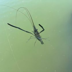 テナガエビ爆釣！虫エサよりもコスパが高く反応が良い餌！！