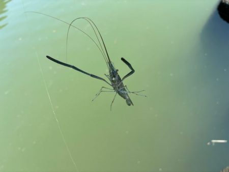 テナガエビ爆釣！虫エサよりもコスパが高く反応が良い餌！！