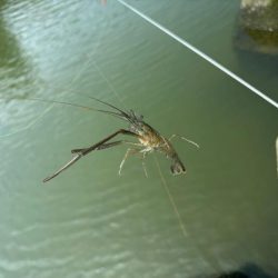 テナガエビ好調！満潮からの下げ狙いで高活性！