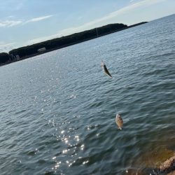 チャリコの猛攻でキスが釣れない！