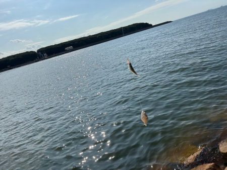 チャリコの猛攻でキスが釣れない！