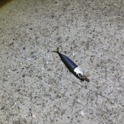 ケンサキイカ不在！？ショアラバで釣果！