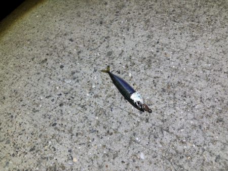 ケンサキイカ不在！？ショアラバで釣果！