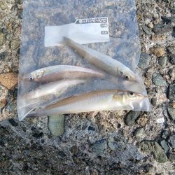 チャリコ爆湧き釣りにならず!!