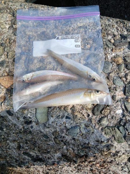 チャリコ爆湧き釣りにならず!!