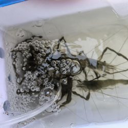 自転車でテナガエビ