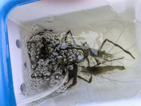 自転車でテナガエビ