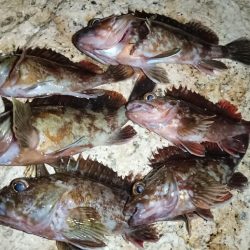 夜行、カサゴ爆釣