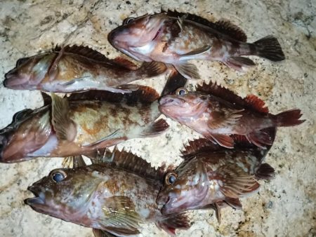 夜行、カサゴ爆釣