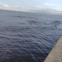 3年ぶりのタコ釣り