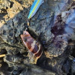 新魚種で五目釣り達成