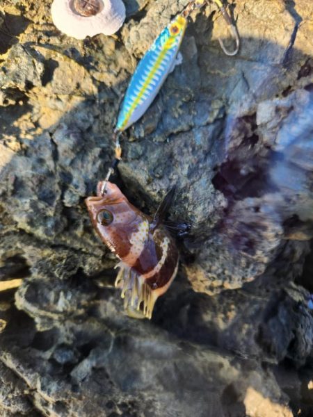 新魚種で五目釣り達成