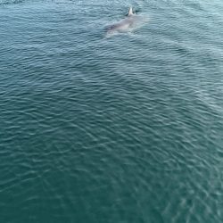 久々オフショア